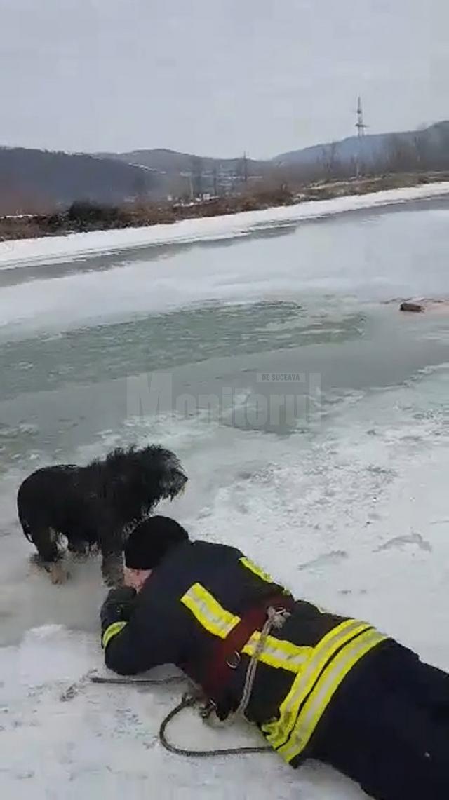Câine salvat de pompieri din apele îngheţate ale râului Moldova