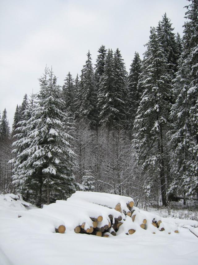 Tăierile ilegale din pădurile Sucevei s-au diminuat la jumătate