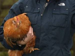 Individul a furat mai multe găini și porumbei din gospodăriile unor femei din Frătăuții Noi