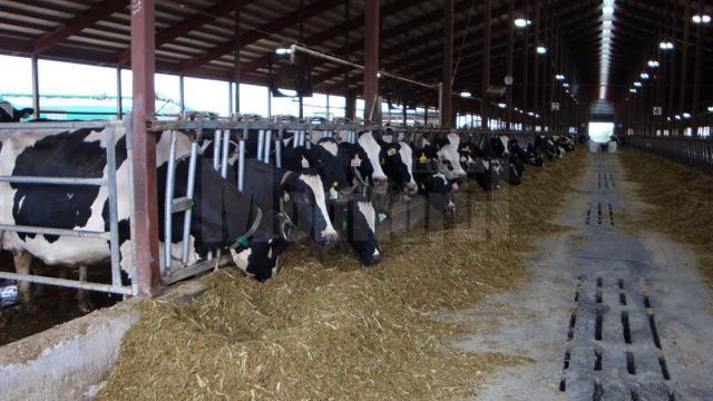Suceava a livrat anul trecut 7,2% din producţia totală naţională de lapte