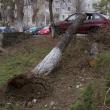 Copac căzut peste o maşină, pe strada Oituz