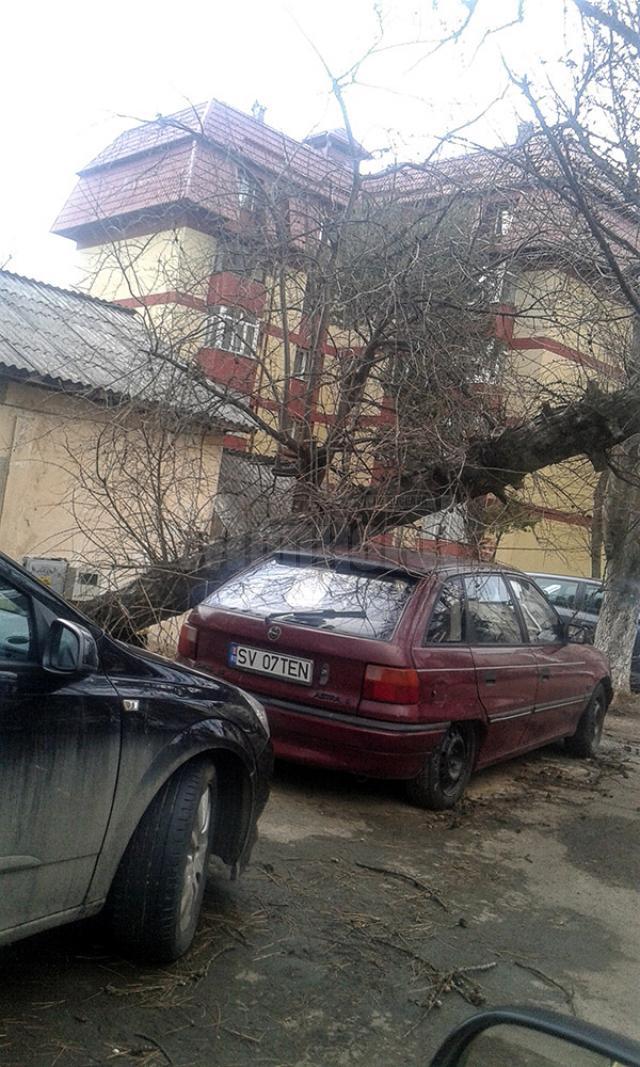 Un arbore s-a prăbuşit peste un autoturism pe strada Oituz din municipiu, distrugându-i cupola