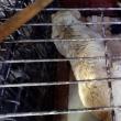 Căţeaua a fost prinsă de hingheri și transportată cu tot cu pui în adăpostul de câini din lunca Sucevei
