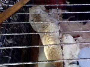 Căţeaua a fost prinsă de hingheri și transportată cu tot cu pui în adăpostul de câini din lunca Sucevei