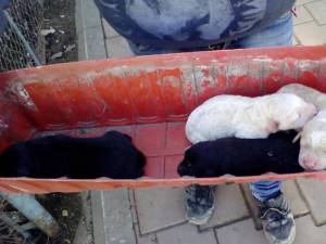 Cei 8 pui ai căţelei au ajuns în adăpostul din lunca Sucevei, alături de mama lor