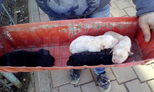 Cei 8 pui ai căţelei au ajuns în adăpostul din lunca Sucevei, alături de mama lor