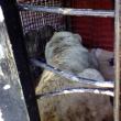 Căţeaua a fost introdusă în adăpostul de câini, cu tot cu cei șase caţei care au supravieţuit