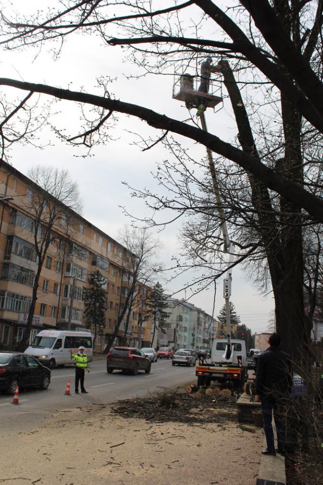 Crengile care atârnau deasupra zonei circulabile a bulevardului Ana Ipatescu au fost îndepartate, cu ajutorul macaralei cu nacelă