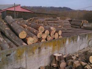 Echipele de control au confiscat de la o societate din Comăneşti lemn în valoare de peste 60.000 de lei