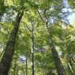 Pădurile gestionate de Direcția Silvică Suceava au certificare internațională FSC