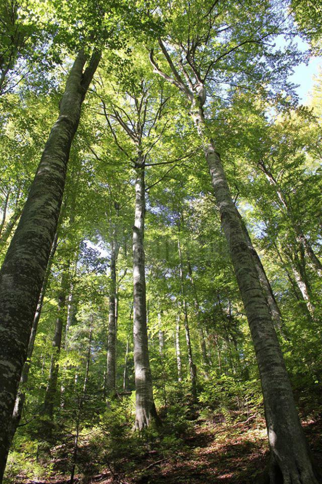 Pădurile gestionate de Direcția Silvică Suceava au certificare internațională FSC