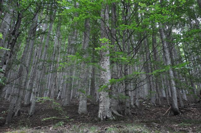 Certificare FSC a managementului pădurilor gestionate de Direcţia Silvică Suceava