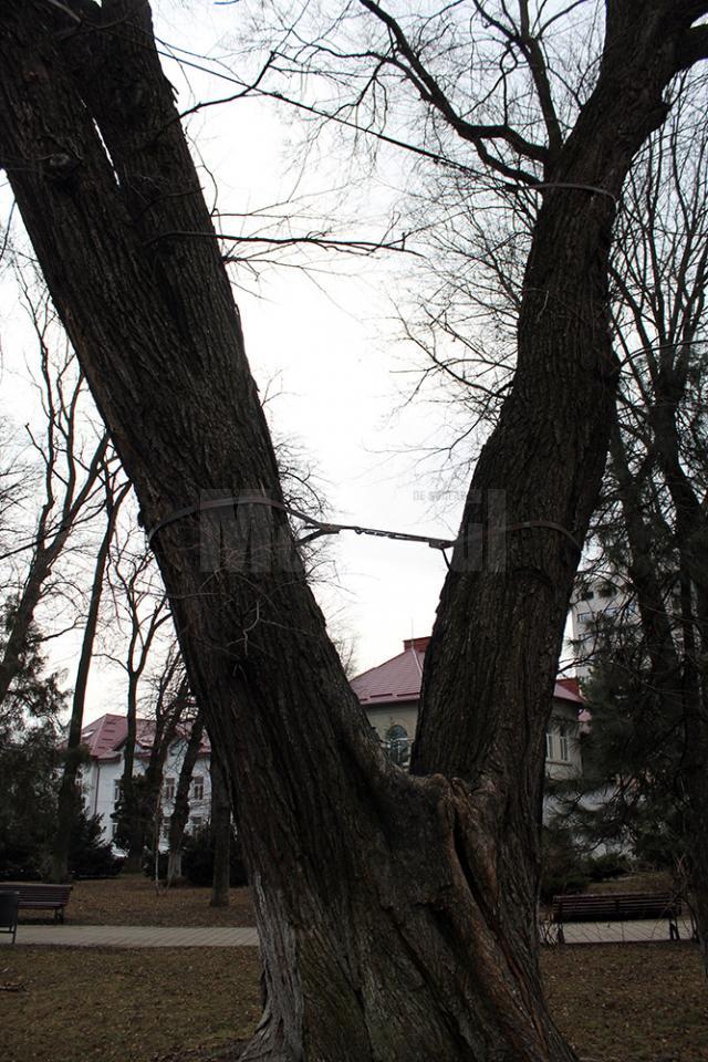 Stejar pedunculat din Parcul Central, legat cu chingi de oţel, considerat prea periculos pentru a mai fi menţinut - după tăiere