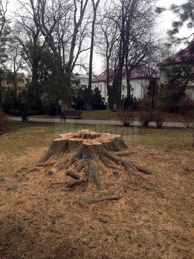 Stejar pedunculat din Parcul Central, legat cu chingi de oţel, considerat prea periculos pentru a mai fi menţinut