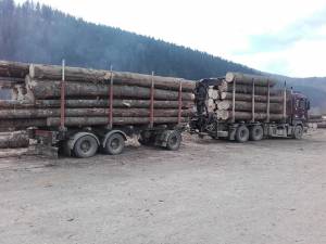 Amenzi de 34.000 de lei şi confiscări de masă lemnoasă, în urma unui control inopinat al Gărzii Forestiere Suceava