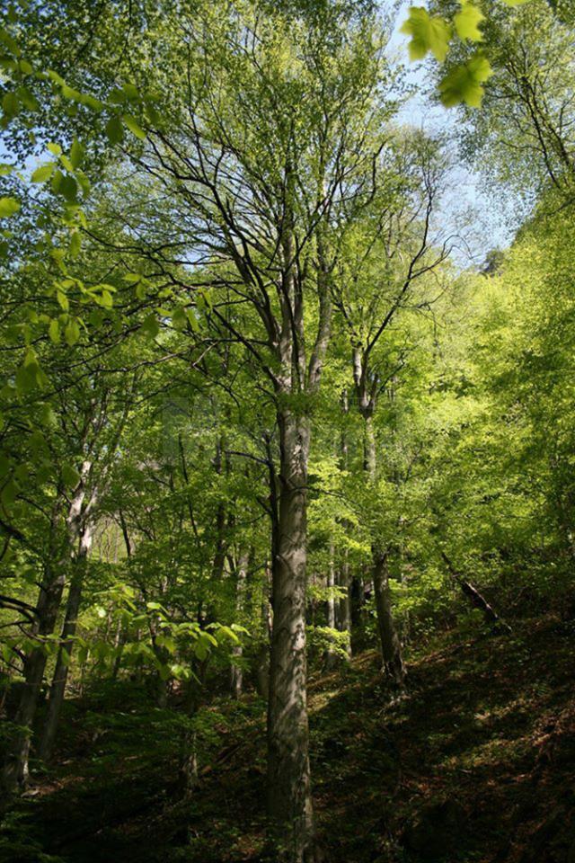 Demararea campaniei de regenerare a pădurilor Sucevei a coincis cu Ziua Internațională a Pădurilor - 21 martie