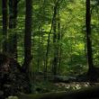 Demararea campaniei de regenerare a pădurilor Sucevei a coincis cu Ziua Internațională a Pădurilor - 21 martie