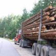 Exploatarea lemnului, o miza foarte importantă, care poate duce la violente grave. Foto: evz