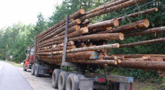 Exploatarea lemnului, o miza foarte importantă, care poate duce la violente grave. Foto: evz