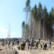 Acțiunea de împădurire cu 10.000 de puieți de arbori, pe un teren defrișat în urma atacurilor gândacului de scoarță