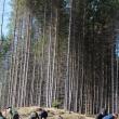10.000 de puieţi de arbori, plantaţi cu voluntari, la OS Ilişeşti
