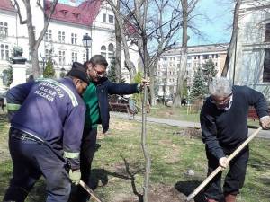 Plantarea celor 500 de arbori a început din Parcul Central al Sucevei
