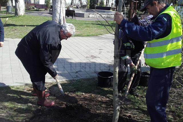 Plantarea celor 500 de arbori a început din Parcul Central al Sucevei