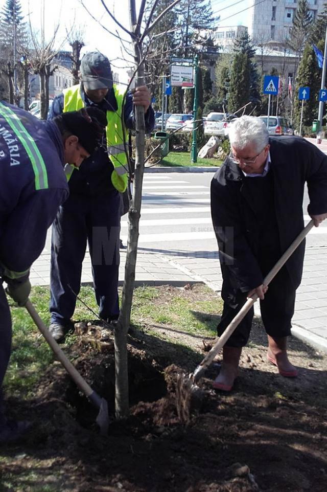 Plantarea celor 500 de arbori a început din Parcul Central al Sucevei