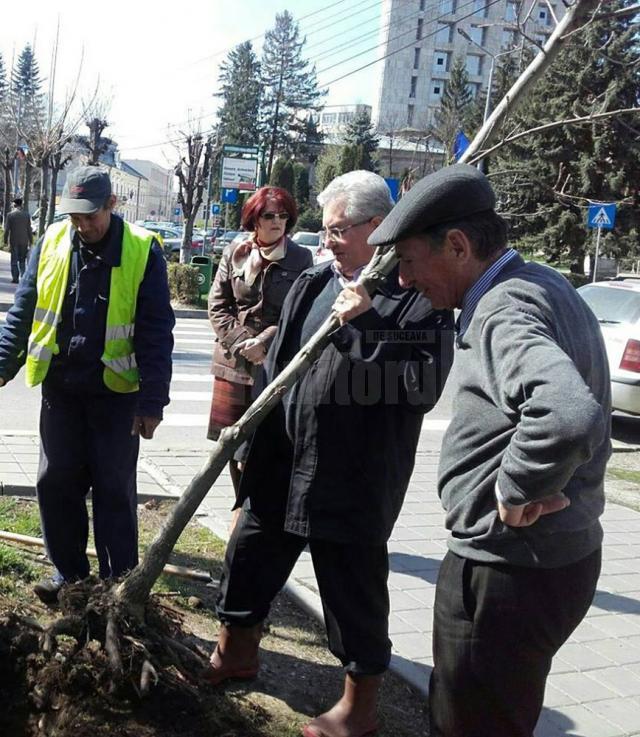 Plantarea celor 500 de arbori a început din Parcul Central al Sucevei
