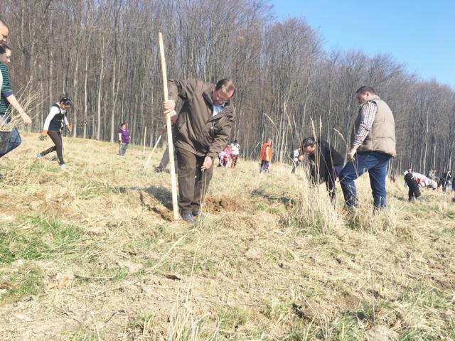 Flutur şi primarul din Dolhasca au plantat 560 de stejari lângă Mănăstirea Probota