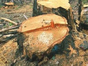 Furtul de masă lemnoasă, în valoare de peste 110.000 de lei, a fost comis în pădurea Obştii Gemenea