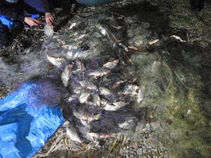 Jandarmii au descoperit o cantitate mare de pește prinsă în plasele monofilament