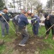 Plantare de mesteceni în parcul de la Universitate