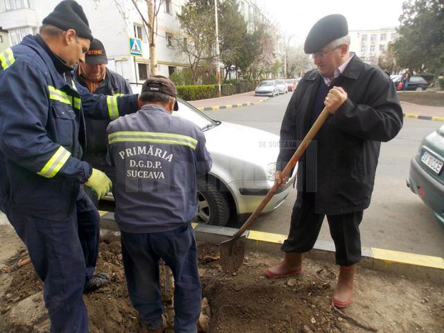 Plantare de arbori în cele două parcuri din zona Primăriei Suceava