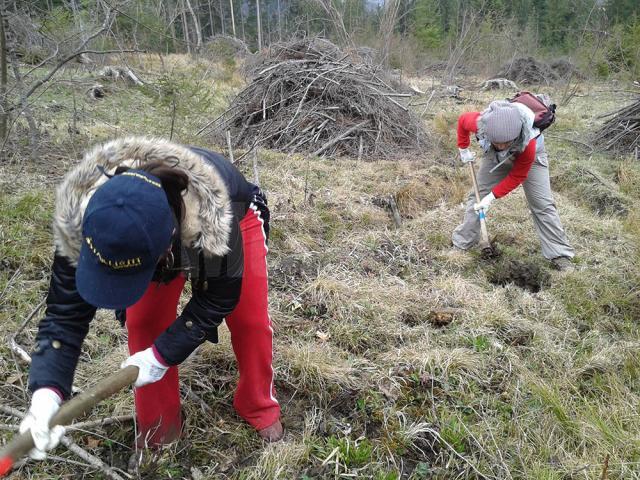 6.000 de puieţi de brad şi molid, plantaţi de voluntari în campania „Hai la înverzit!”