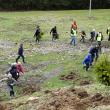 Voluntarii Holzindustrie Schweighofer, implicaţi în acţiuni de împădurire