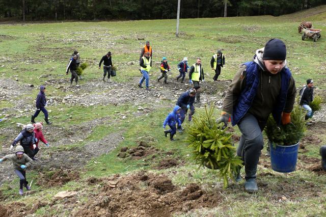 Voluntarii Holzindustrie Schweighofer, implicaţi în acţiuni de împădurire