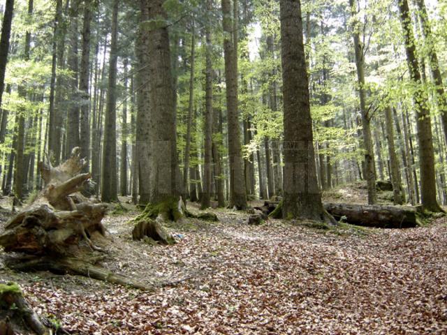 Asociaţia din Gălănești are în administrare 66 de hectare de pădure