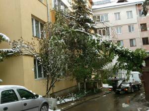 arbori cazuti de la greutatea zapezii 2