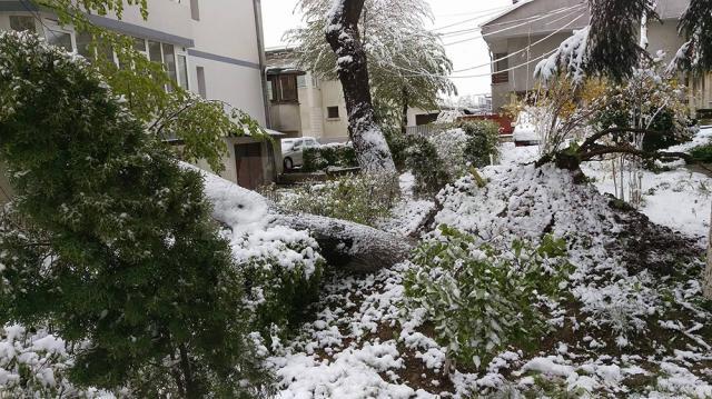 Arbori căzuţi de la zăpadă, pe străzile din Suceava