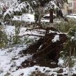 Arbori căzuți de la greutatea zăpezii, în municipiul Suceava