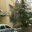 Arbori căzuți de la greutatea zăpezii, în municipiul Suceava