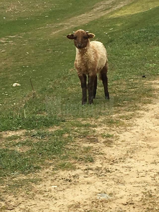 Miel blocat între pietre, salvat de şase copii