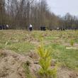 Plantare de arbori la OS Râșca, cu voluntari din Poliție, Jandarmerie, școli și administrație