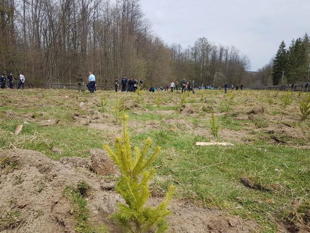 Plantare de arbori la OS Râșca, cu voluntari din Poliție, Jandarmerie, școli și administrație