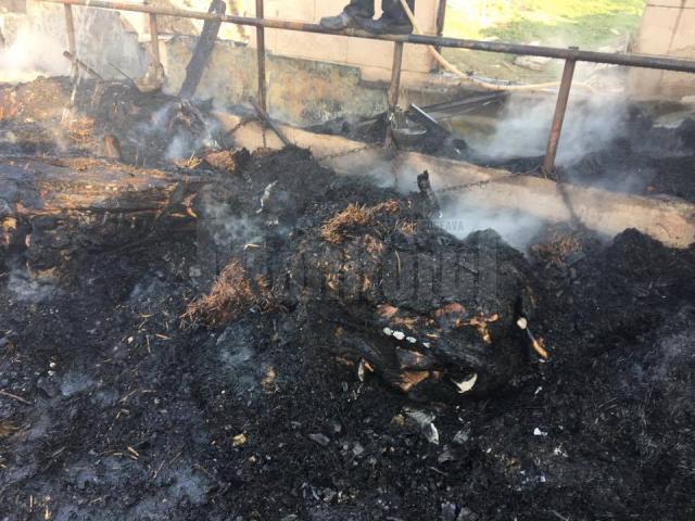 Incendiu puternic, în care a fost distrusă o gospodărie şi au pierit 23 de bovine
