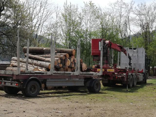 Întreaga cantitate de lemn, în valoare de 10.000 de lei, a fost confiscată și predată Ocolului Silvic Gura Humorului