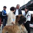 Două zile de Bucovina Dog Show la Shopping City Suceava