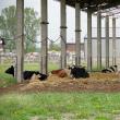Vacile fraţilor Costan, crescute în aer liber, sunt hrănite cu furajele produse de ei, de pe cele 70 de hectare de teren pe care îl lucrează