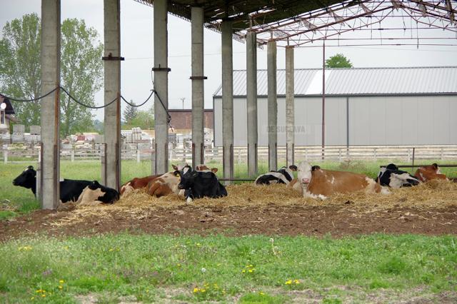 Vacile fraţilor Costan, crescute în aer liber, sunt hrănite cu furajele produse de ei, de pe cele 70 de hectare de teren pe care îl lucrează